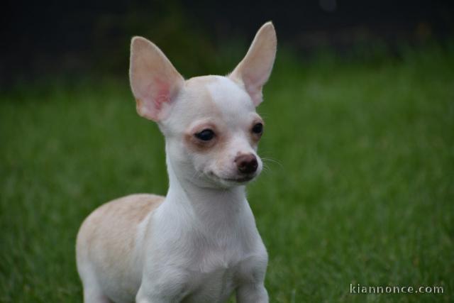 Chiot chihuahua femelle à céder