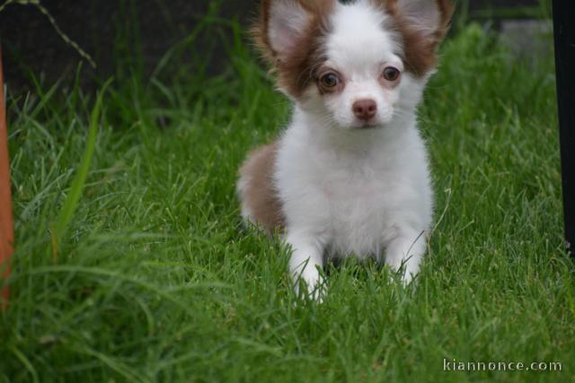 Chiot chihuahua femelle à céder