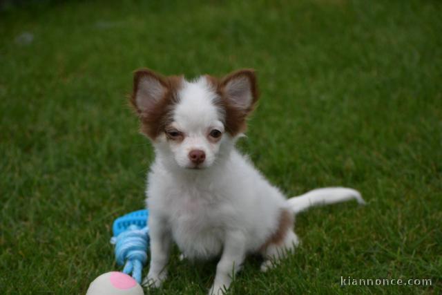 Chiot chihuahua femelle à céder