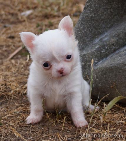 Chiot chihuahua femelle à céder