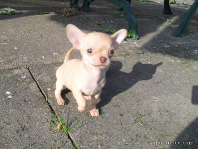 Chiot chihuahua femelle à céder