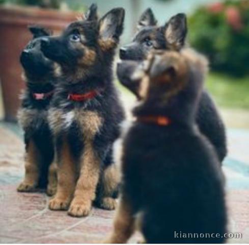 Chiots Berger Allemand 