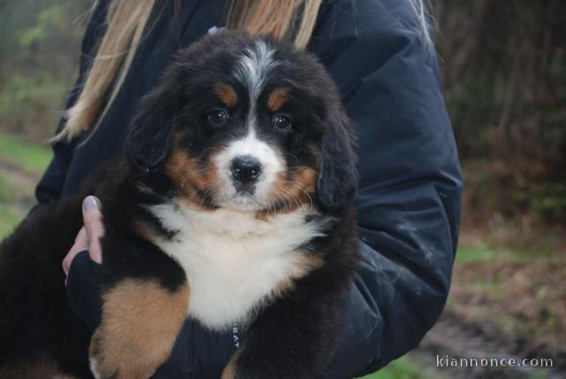 A donnez chiot magnifiques chiot bouvier bernois