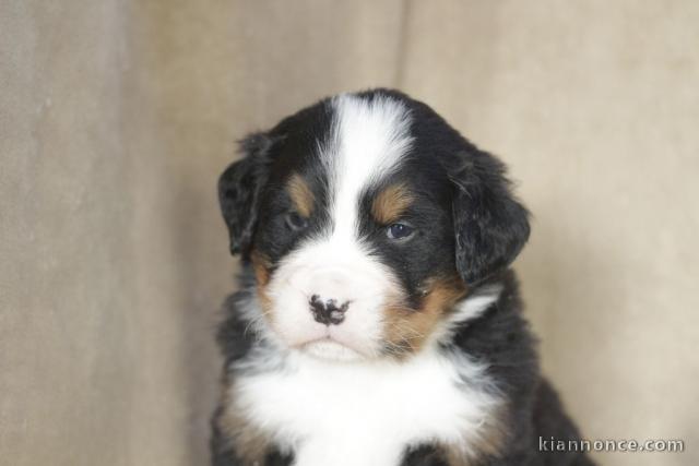 A donnez chiot magnifiques chiot bouvier bernois