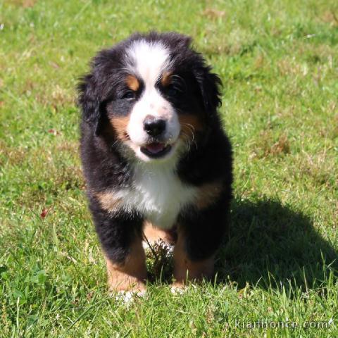 A donnez chiot magnifiques chiot bouvier bernois