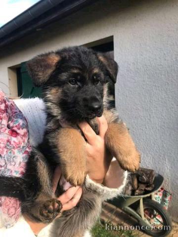 Don de chiots berger allemand 