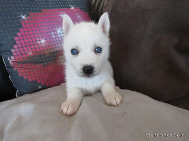 A donner chiot husky siberian femelle yeux bleu