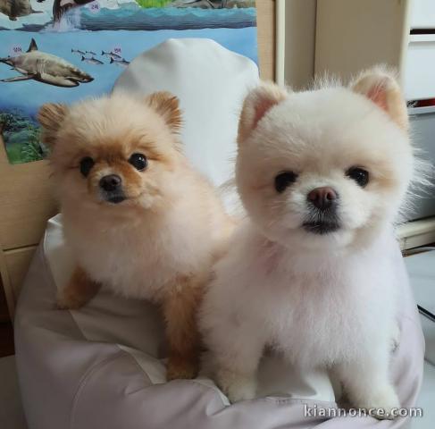 Chiots spitz nains a donner