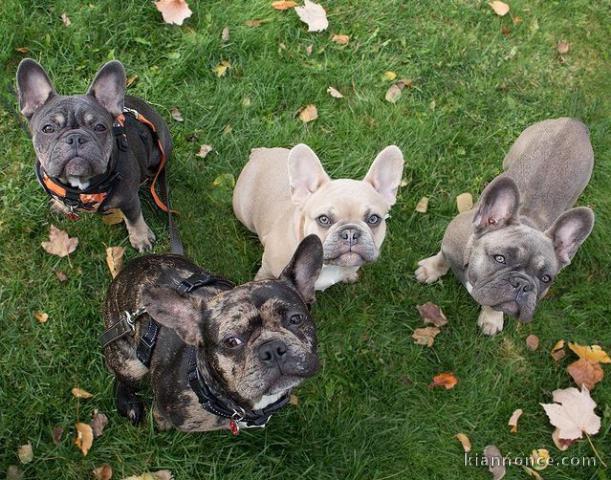 Chiots Bouledogues Français 