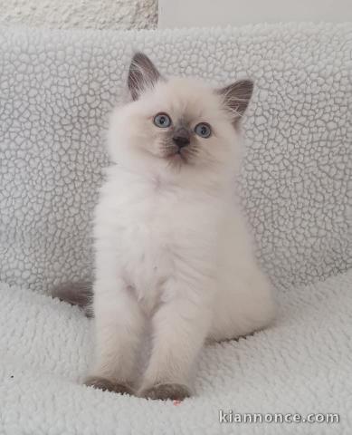 Sublimes chatons ragdoll 3 mois