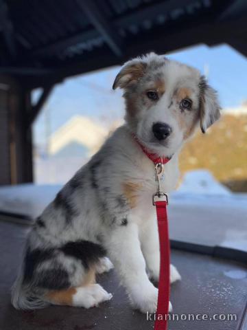 chiot berger australien à donner