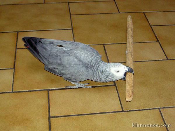 Perroquet Gris du Gabon femelle A donner Pour NOEL