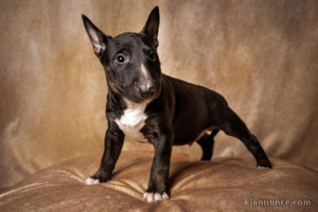 Donne chiot type Bull terrier 