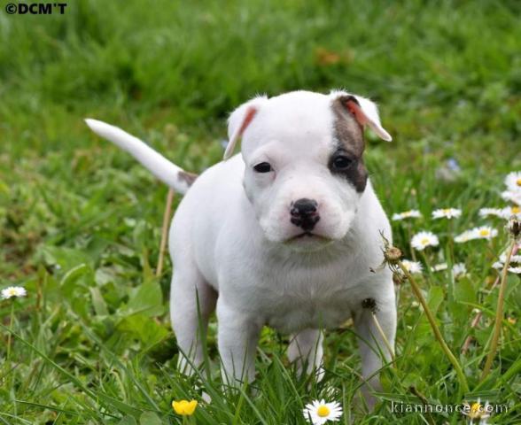 Adorable chiot Américan Staffordshire Terrier à donner 