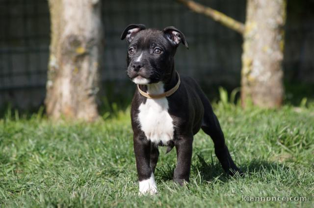 Adorable chiot   Américan Staffordshire Terrier à donner