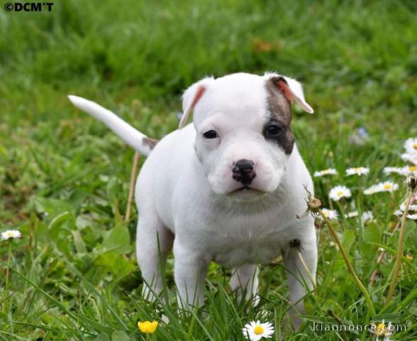 Adorable chiot  Américan Staffordshire Terrier à donner .