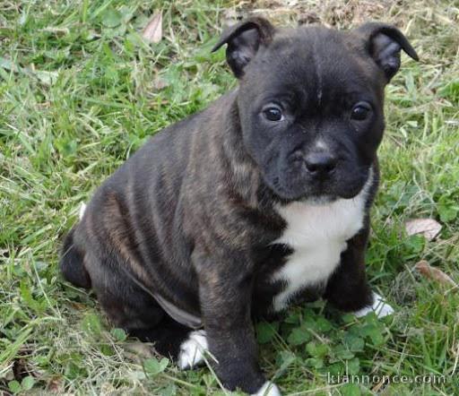 Adorable chiot   Américan Staffordshire Terrier à donner