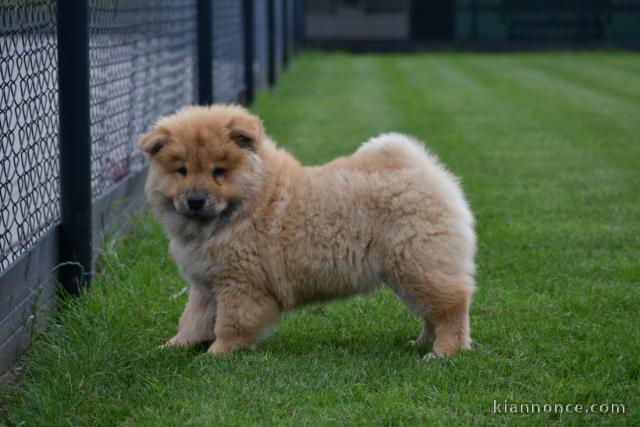 A donner bb chow chow 3 mois