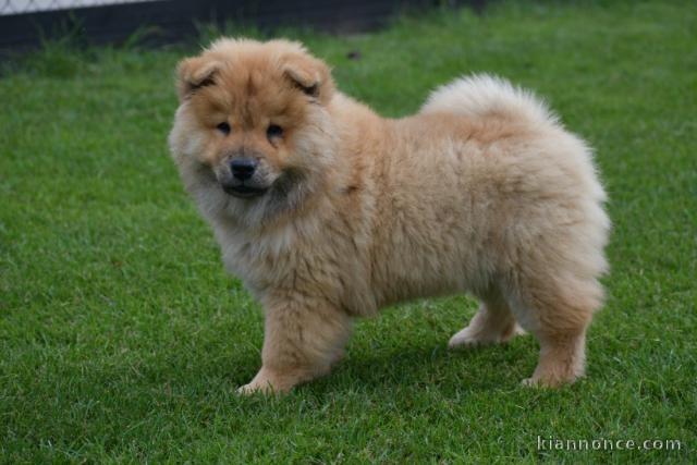 Chiot bb chow chow 3 mois pour adoption