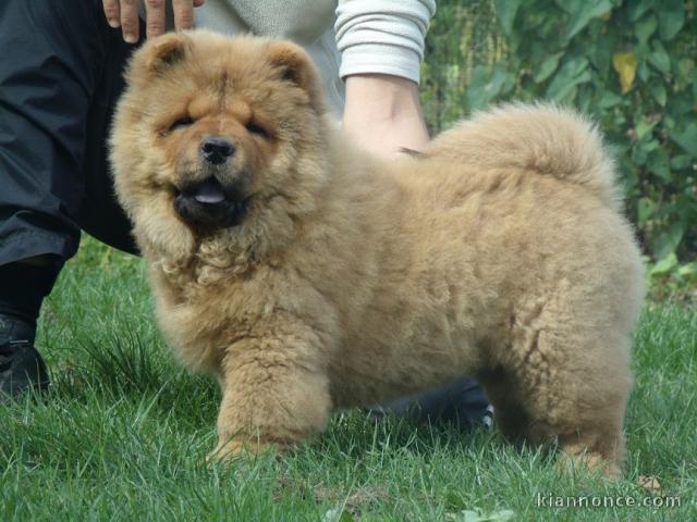 Chiot bb chow chow 3 mois pour adoption