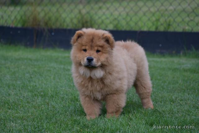 Chiot bb chow chow 3 mois pour adoption