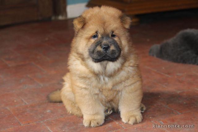 Chiot bb chow chow 3 mois pour adoption