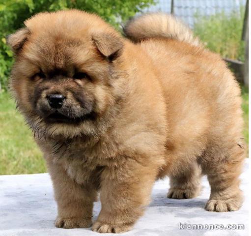 Chiot bb chow chow 3 mois pour adoption