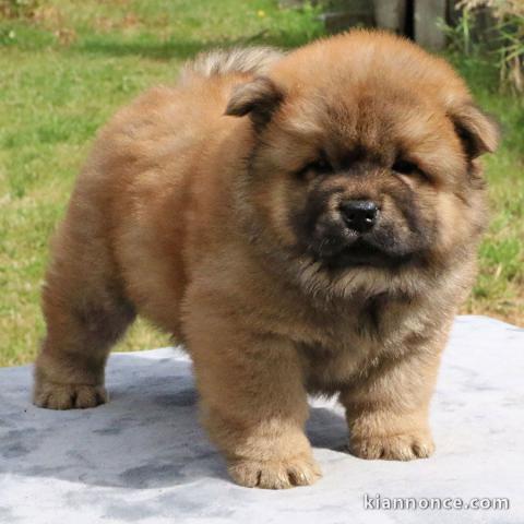 Chiot bb chow chow 3 mois pour adoption