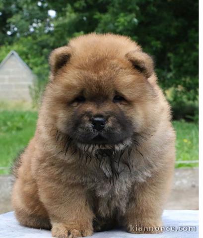 Chiot chow chow de 3 mois chercher foyer d\