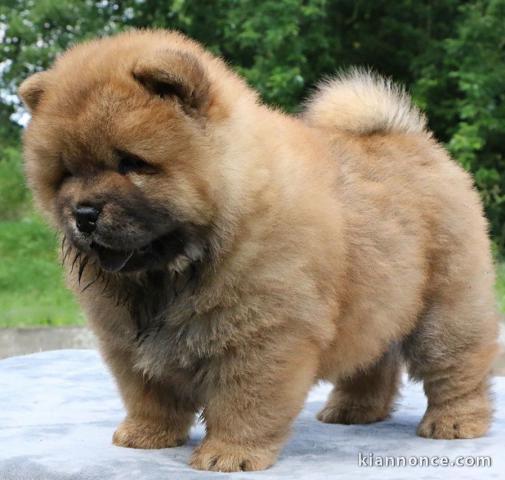 Chiot chow chow de 3 mois chercher foyer d\