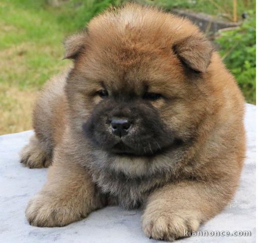 Chiot chow chow de 3 mois chercher foyer d\