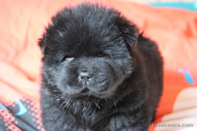 Chiot chow chow de 3 mois chercher foyer d\