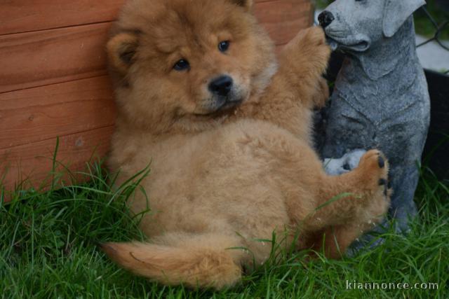 Chiot chow chow de 3 mois chercher foyer d\