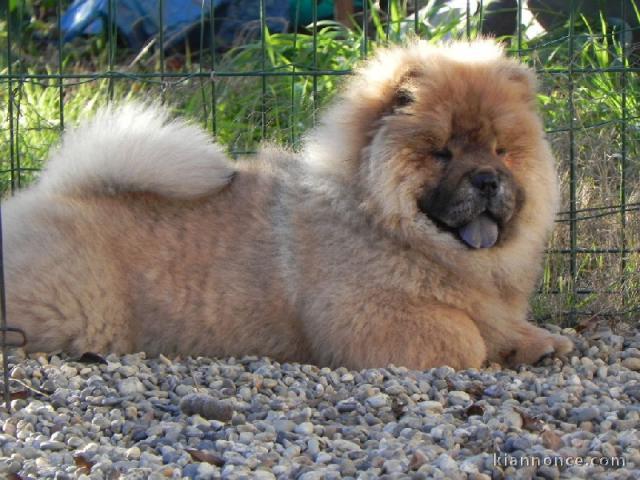 Chiot chow chow de 3 mois chercher foyer d\