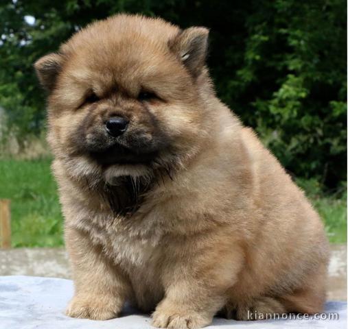 Chiot chow chow de 3 mois chercher foyer d\