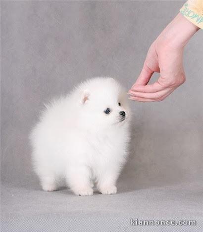 Adorable chiot  Spitz nain  à donner 