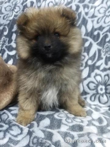  Adorable chiot   Spitz nain  à donner