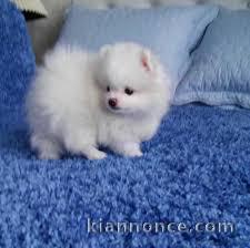 Adorable chiot   Spitz nain  à donner