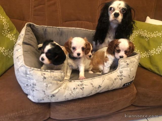 Chiots Cavalier King Charles Spaniel