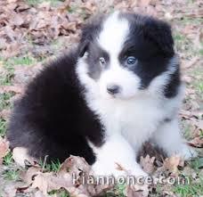 Adorable chiot Border Collie à donner 