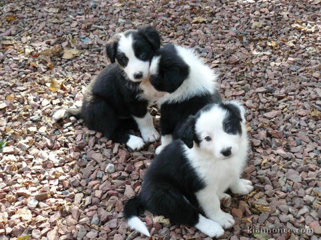 Adorable chiot  Border Collie  à donner