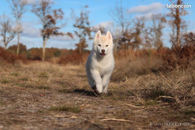 Chiots Husky Sibérien LOF