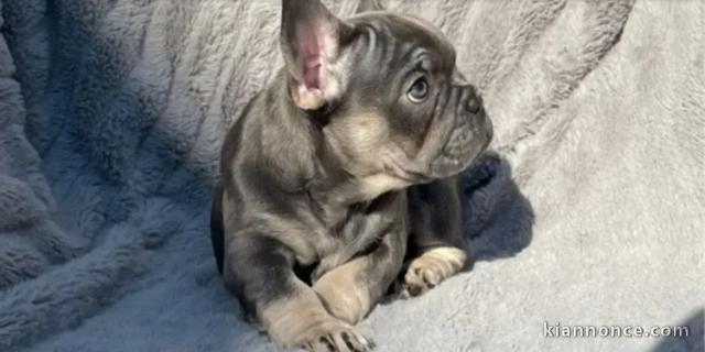 Magnifique chiot bouledogue français 