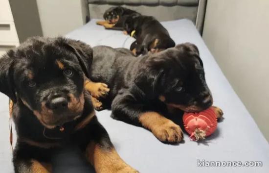 Magnifique chiot Rottweiler disponible 