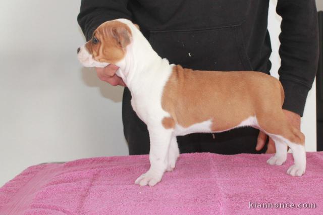 agnifiques chiot American staffordshire terrier