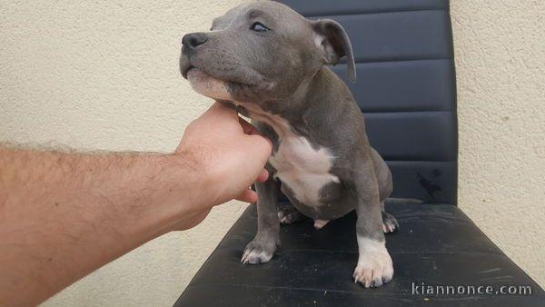 chiot American staffordshire terrier trois mois