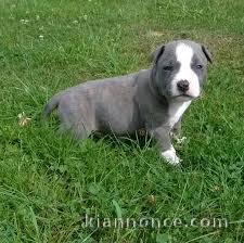 chiot American staffordshire terrier trois mois