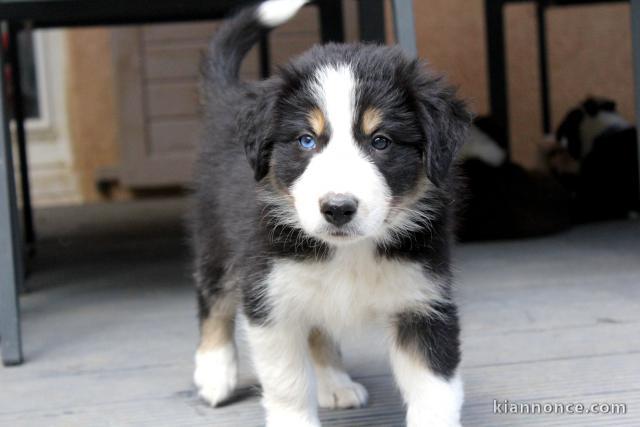 Chiots Border Collie Adoption