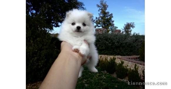 Chiot Spitz Naine femelle blanche Non lof A DONNER Pour NOEL