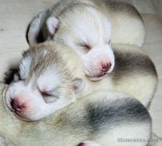 chiots husky sibérien